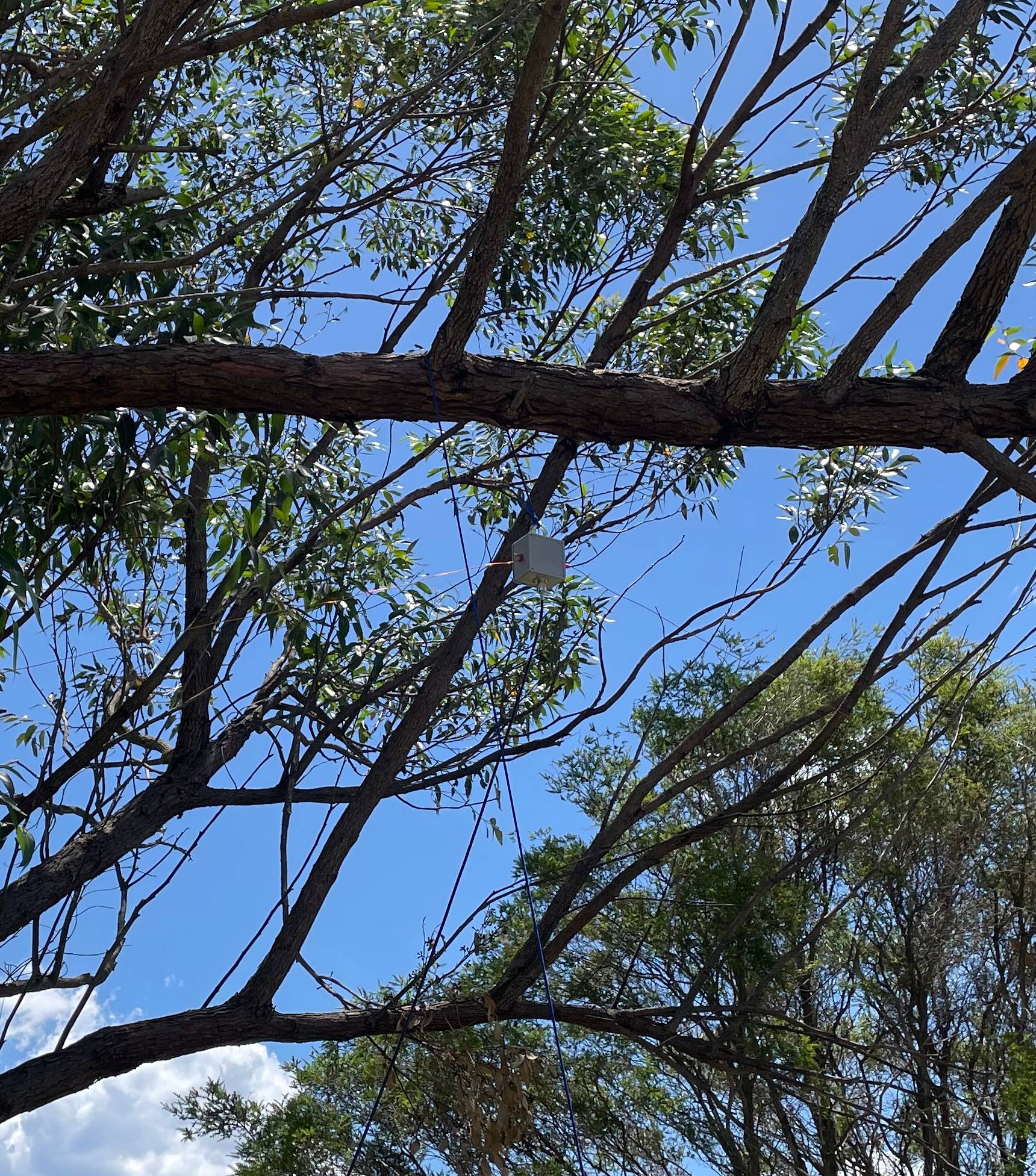 Antenna box rigged into a low tree branch, hanging by blue para cord.